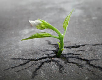 Photo of sprouting plant through concrete